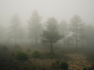 Fototapeta na wymiar Forest in autumn morning mist