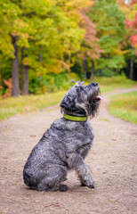 Miniature schnauzer dog for a walk in the autumn park. Dog with a haircut for a walk. . Dog on a walk.
