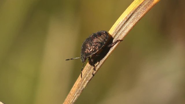 Pentatomidae is family of insects belonging to order Hemiptera, generally called shield bugs or stink bugs, macro