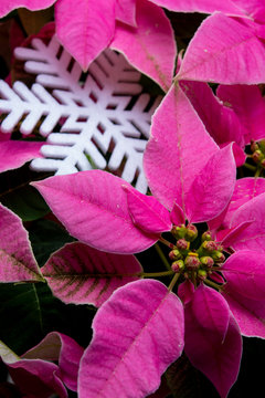 Christmas decoration, poinsettia plant pink Christmas star and white slowflake