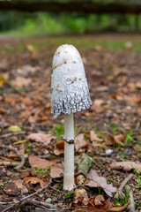 Unedible toxic forest mushroom