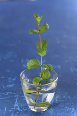 Mint twigs in a glass of water