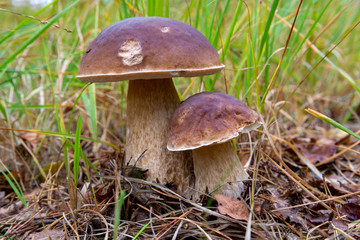 Edible forest mushroom Boletus Edulis or porcini fungus, tasty vegetarian food