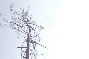 A gloomy silhouette of a dead pine tree with the background of the sky. The concept of environmental disaster, deforestation problems. Cold tinting, soft focus, copyspace.