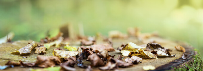 Fallen colorful leaves lie on old oak stump. Natural background, banner format