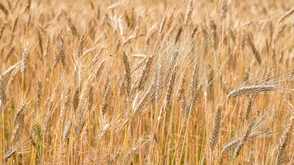 Golden ripe rye in the sun as a background
