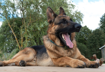  German Shepherd Dog lying on footbridge