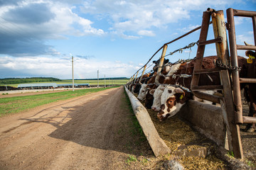 farm