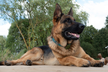  German Shepherd Dog lying on footbridge