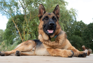  German Shepherd Dog lying on footbridge