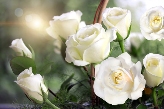 roses, background image  ,roses in the garden,beautiful roses