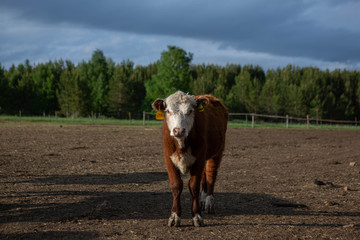 cow in field