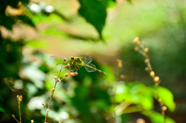 A dragonfly resting on a flower