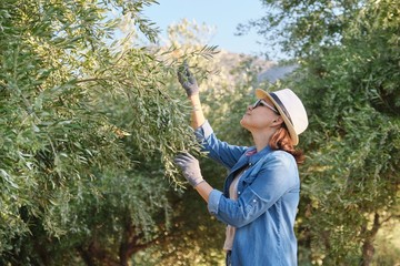 Woman worker inspecting olive trees in the mountains, eco olive farm