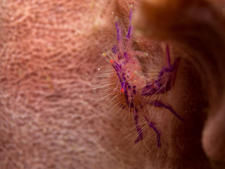 A small hairy squat lobster lives in a giant sponge underwater