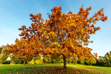 Autumn Oak tree in the park