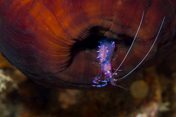 A purple tropical shrimp with eggs
