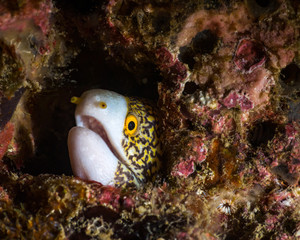 Fototapeta na wymiar A young yellow spotted moray eel hides in a hole in the reef