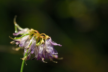 Closeup of a faded flower on a meadow with water drops in front of green background in autumn