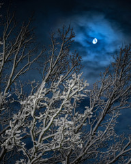 The moon lights up a tree covered in snow