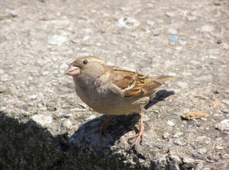 Female sparrow looking