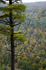 Scenic view of the fall foliage at the Pennsylvania Grand Canyon.