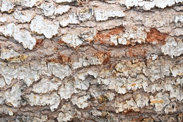 Close-up of Fallen Tree