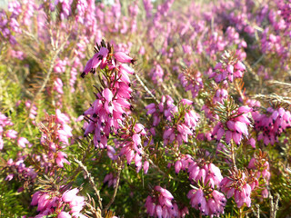 Obraz premium field of purple flowers