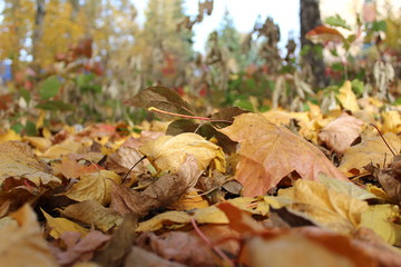 colorful autumn leaves on the ground in the Park