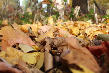colorful autumn leaves on the ground in the Park