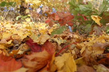 colorful autumn leaves on the ground in the Park