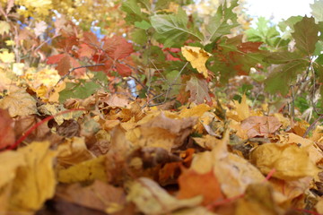 colorful autumn leaves on the ground in the Park