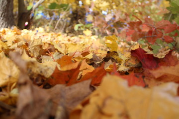 colorful autumn leaves on the ground in the Park