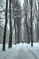 Beautiful New Year's weather in a snowy park. Colaps on the streets. Christmas theme