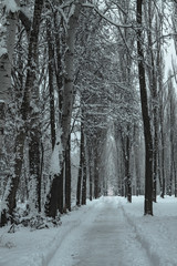 Fototapeta premium Beautiful New Year's weather in a snowy park. Colaps on the streets. Christmas theme