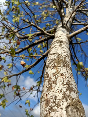 the tree that shed the leaves