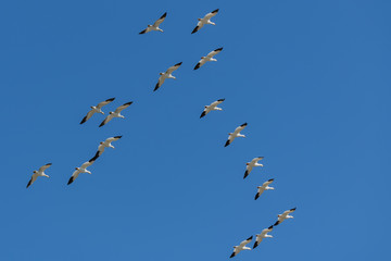 Fototapeta premium Snow gooses flying in blue sky in Canada, beautiful white birds during the migration 