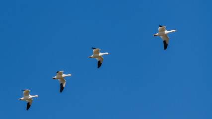 Snow gooses flying in blue sky in Canada, beautiful white birds during the migration 