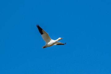 Fototapeta na wymiar Snow gooses flying in blue sky in Canada, beautiful white birds during the migration 