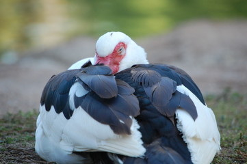 sleeping duck