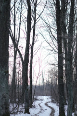 Beautiful winter landscape in the forest. Road outside the city and snowfall. Snowdrifts in the park and uncleaned street. Christmas and New Year background