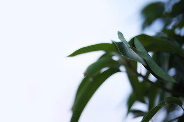 Fresh green mangoes on a mango tree.