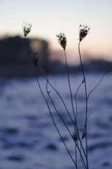 Bulrush on the lake at sunset. River landscape at sunrise. Graphic background