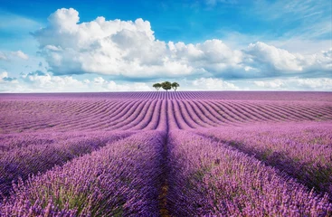 Foto auf Acrylglas Bestsellern Blumen und Pflanzen Lavendelfeld mit Baum mit bewölktem Himmel