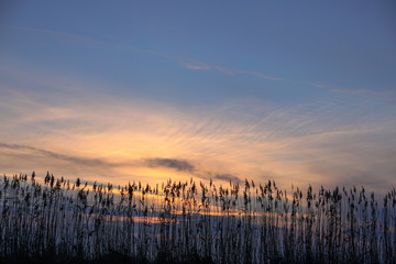 Bulrush on the lake at sunset. River landscape at sunrise. Graphic background