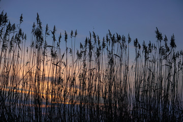 Bulrush on the lake at sunset. River landscape at sunrise. Graphic background