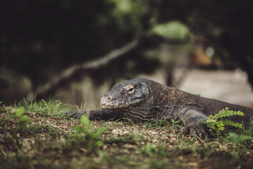 Komodo dragon close-up, scientific name: Varanus komodoensis. Natural habitat. Indonesia, Rinca Island