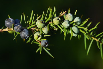 A branch of juniper with blue berries and prickly leaves in front of green background