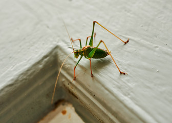 Vivid green male Speckled Bush-Cricket (Leptophyes Punctatissima) crawling across a wooden door.