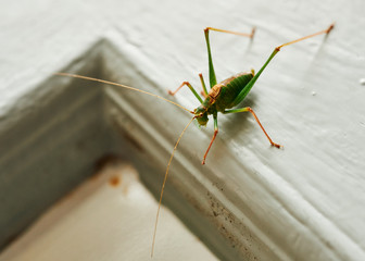 Vivid green male Speckled Bush-Cricket (Leptophyes Punctatissima) crawling across a wooden door.